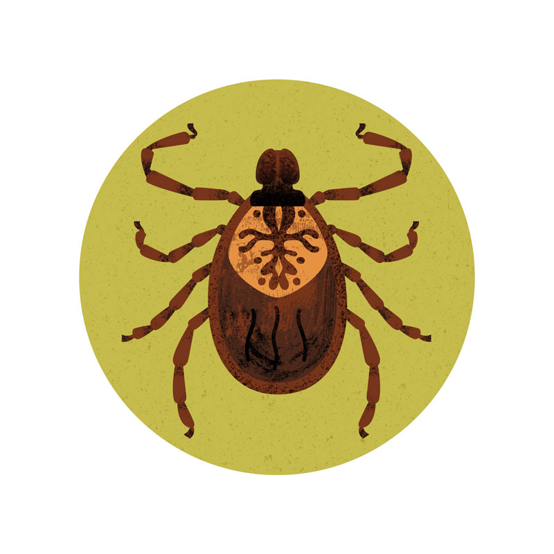 an illustration shows an insect with a pattern on its back