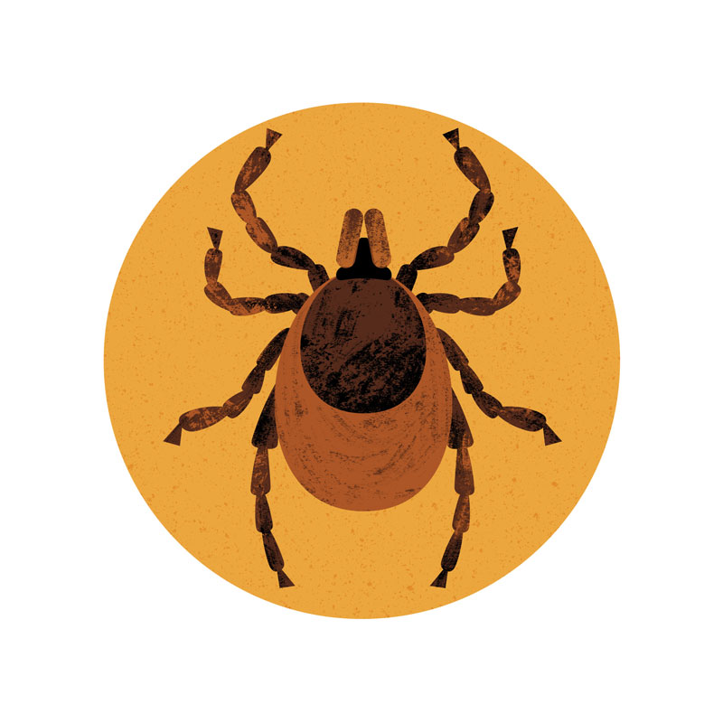 An illustration of a blacklegged tick shows an 8-legged insect