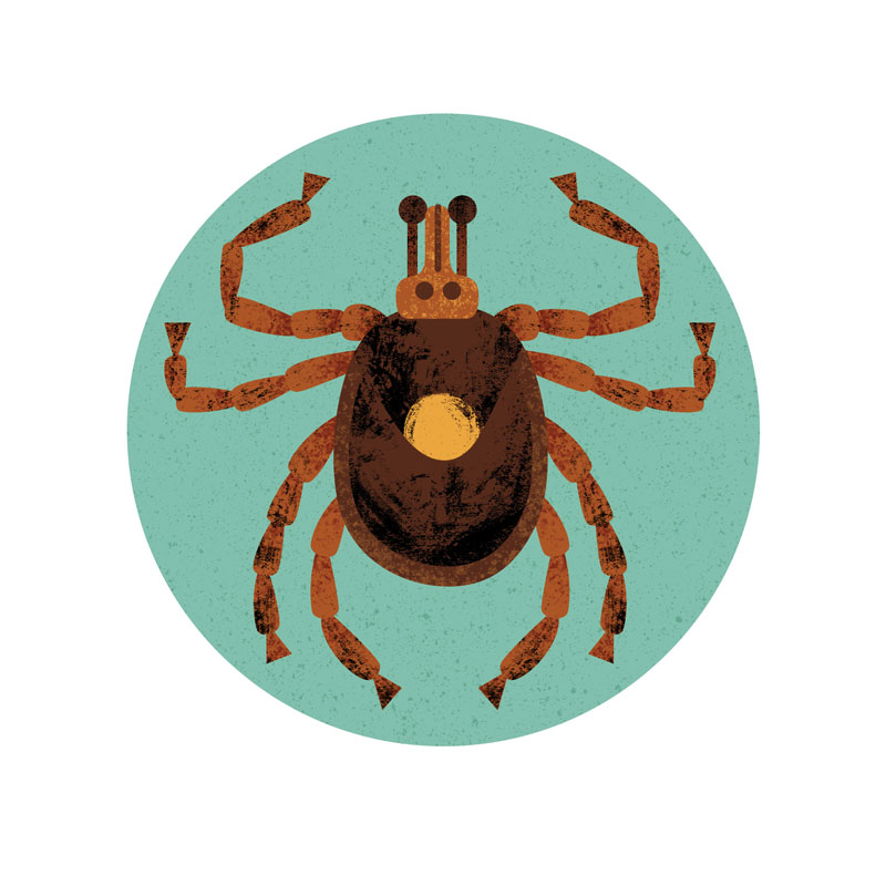 an illustration shows a tick with a circle on its back and two smaller dots on its head.