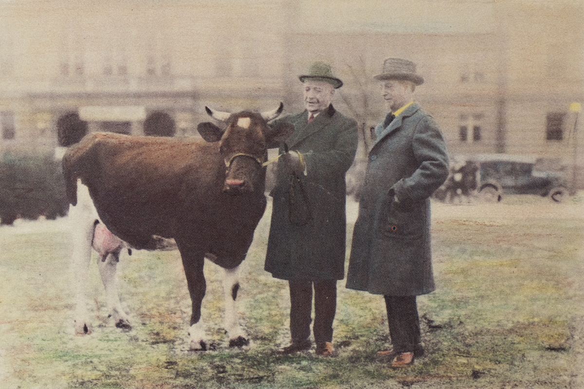 Two well dressed men stand on Ohio State's Oval  with a brown and white cow on a lead.
