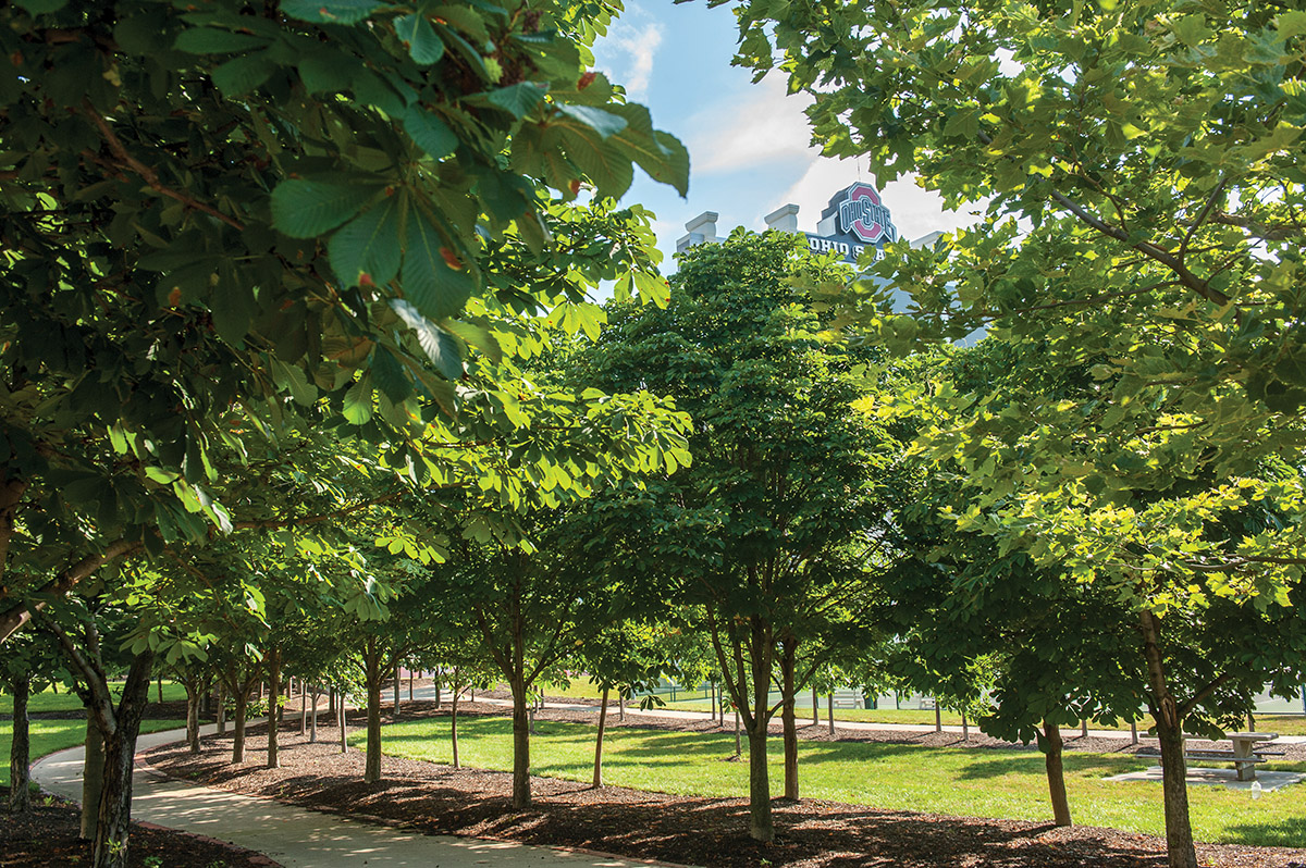 Buckeye trees in front of Ohio Stadium