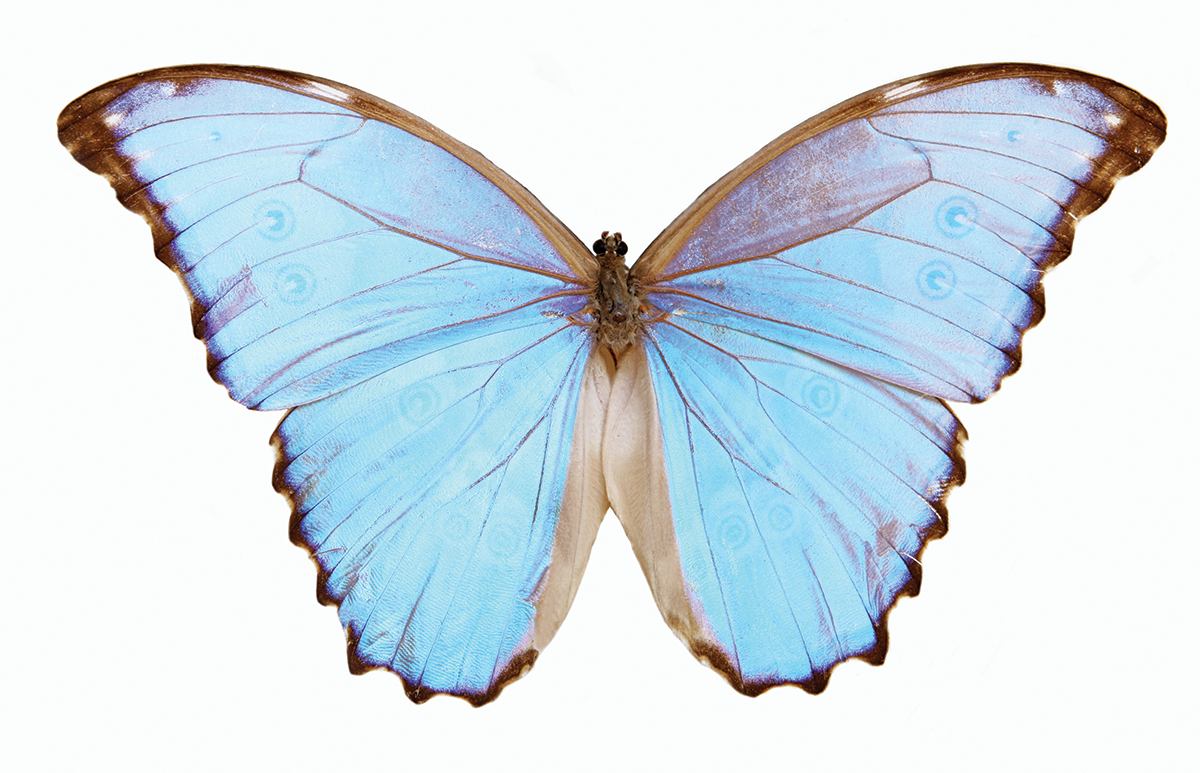 Butterfly with blue wings
