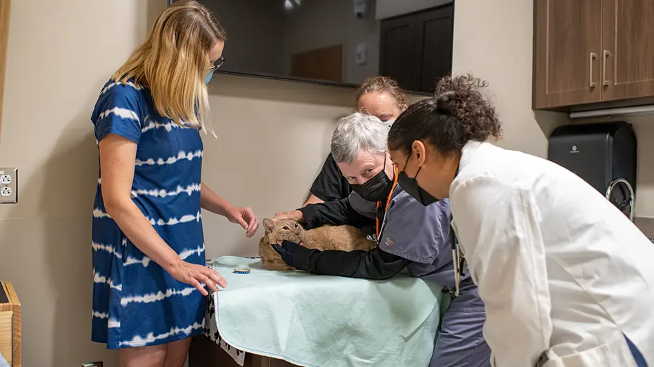 vets examine a cat