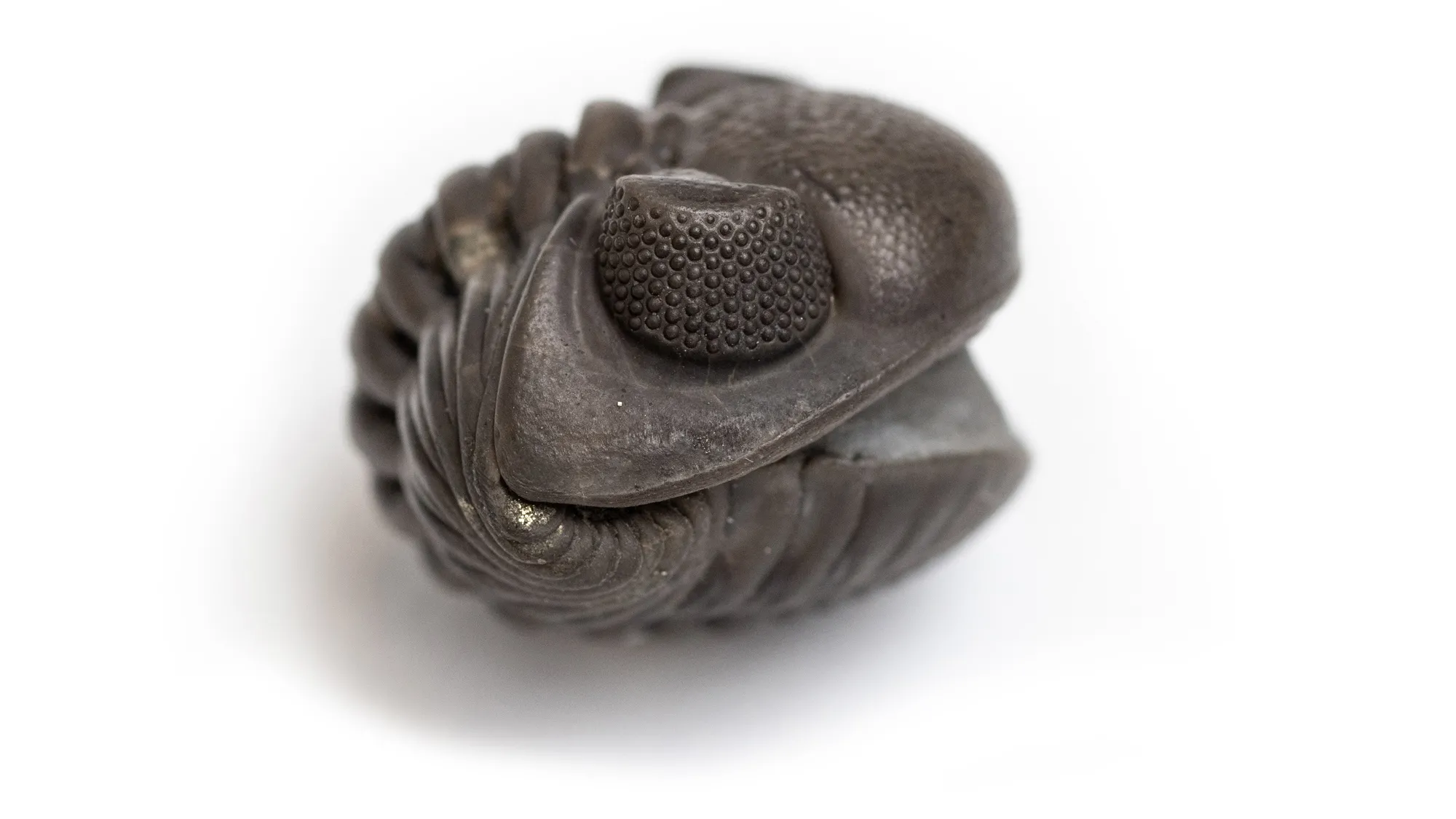 This fossilized trilobite is curled in half against itself, resulting in a Pacman-like shape that also looks like it could be the smiling head of a cartoonish lizard. The specimen is seen from the side and the textures are incredibly sharp—from dozens of tiny bumps on a round protrusion to the ridges that line the creature’s back. It’s not more than a couple of inches across. 