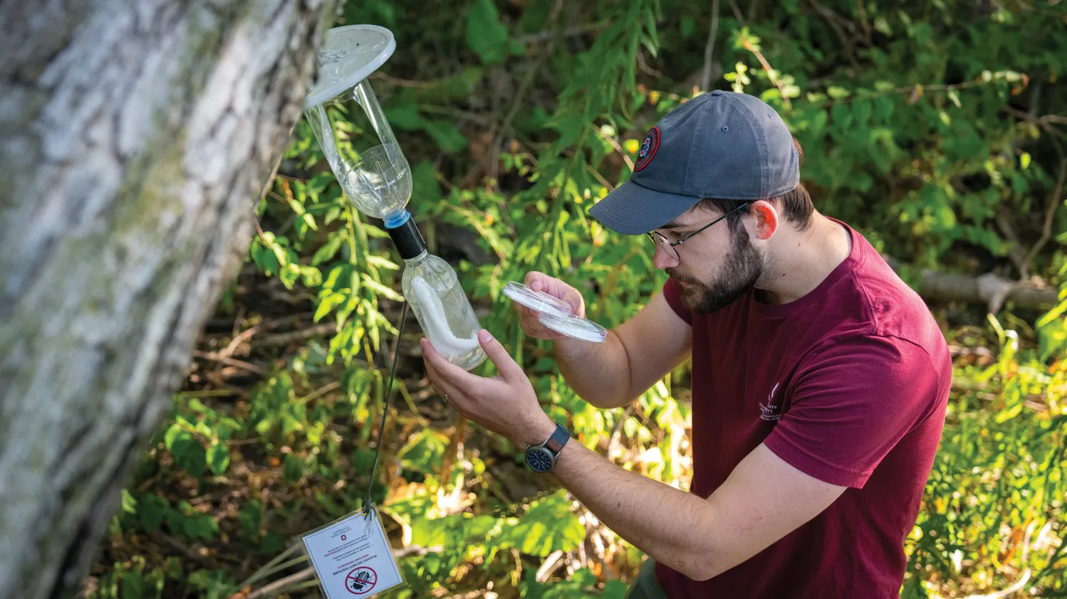 A young man, a student at Ohio State, hunches a little to compare petri dishes he's holding in his right hand with a trad he lifts away from a tree trunk in his left. The trap looks like two individual soda bottles connected mouth-to-mouth. Inside the bottom one is a while coiled rope-seeming thing.