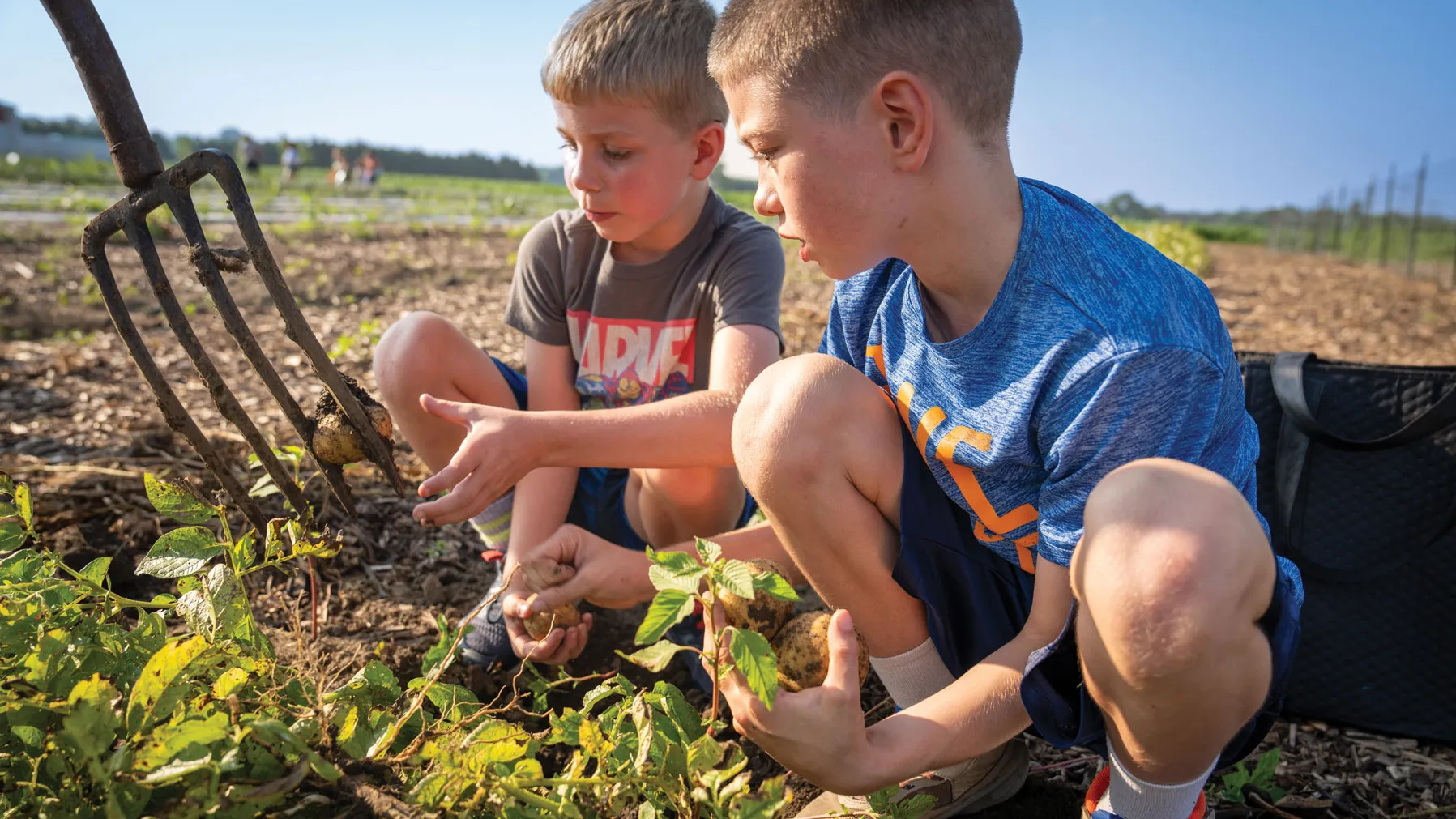 Two boys crouch in a row of a field, with leafy plants growing in front of them. Someone off camera holds a pitchfork toward them. Between two tines is a dirt-caked potato. One boy reaches for it; both boys seem fascinated by it.
