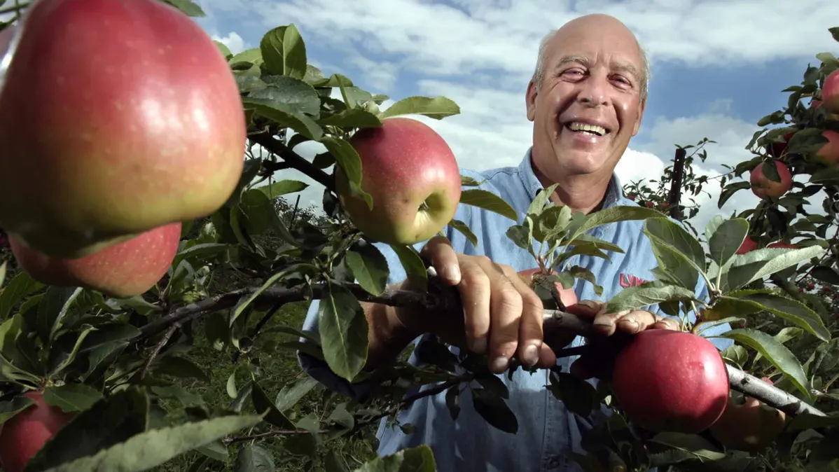 Mitch Lynd laughs as he holds onto a branch full of apples in the orchard
