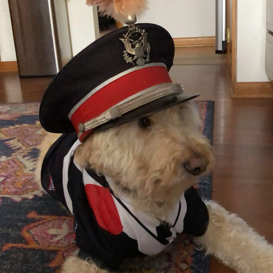 A light colored-curly coated dog wears a drum major's hat and coat