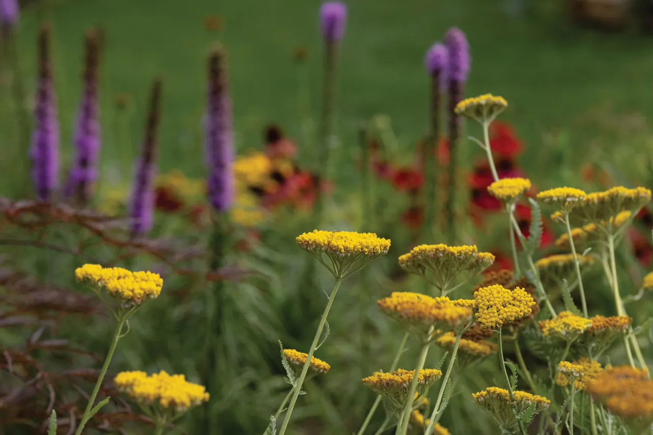 Flowers grow in color-coordinated groupings.