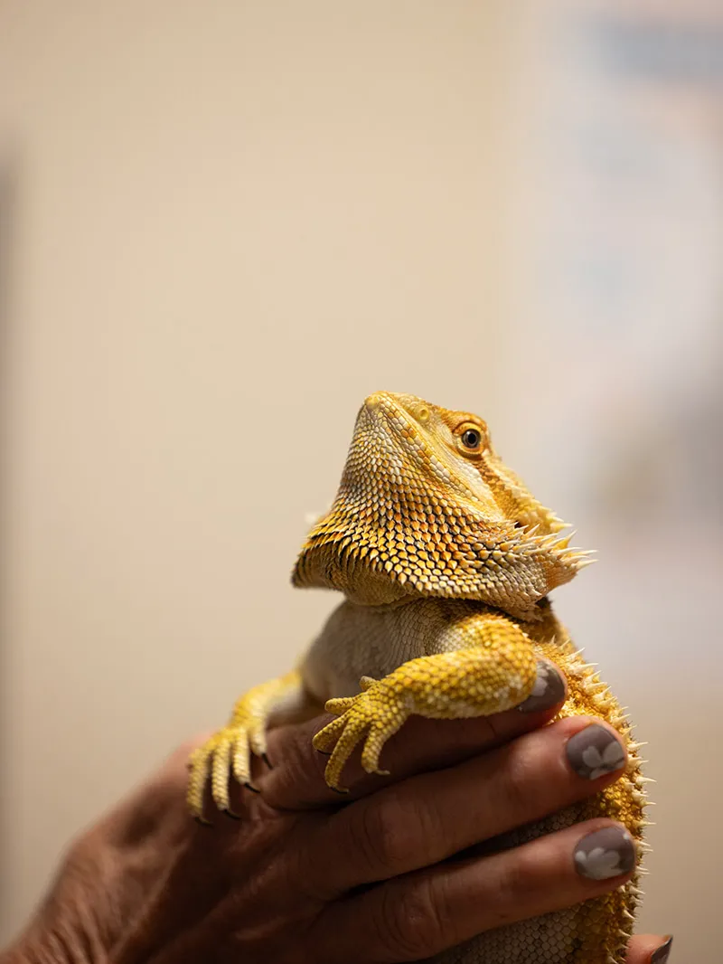 A closer look at the bearded dragon's head
