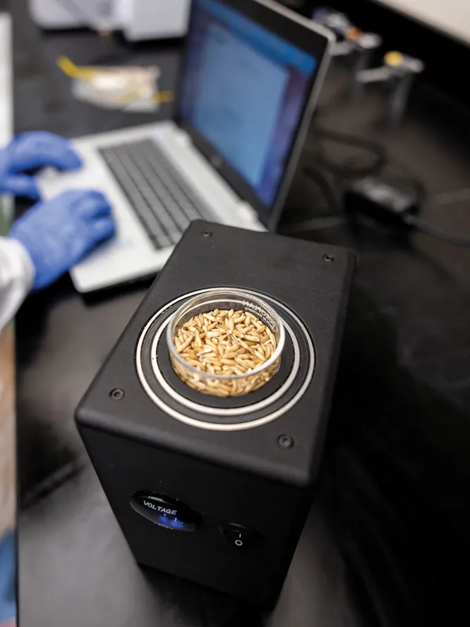 A petri dish filled with grain sits on the spectrometer, a black box that looks like a speaker or small amp.