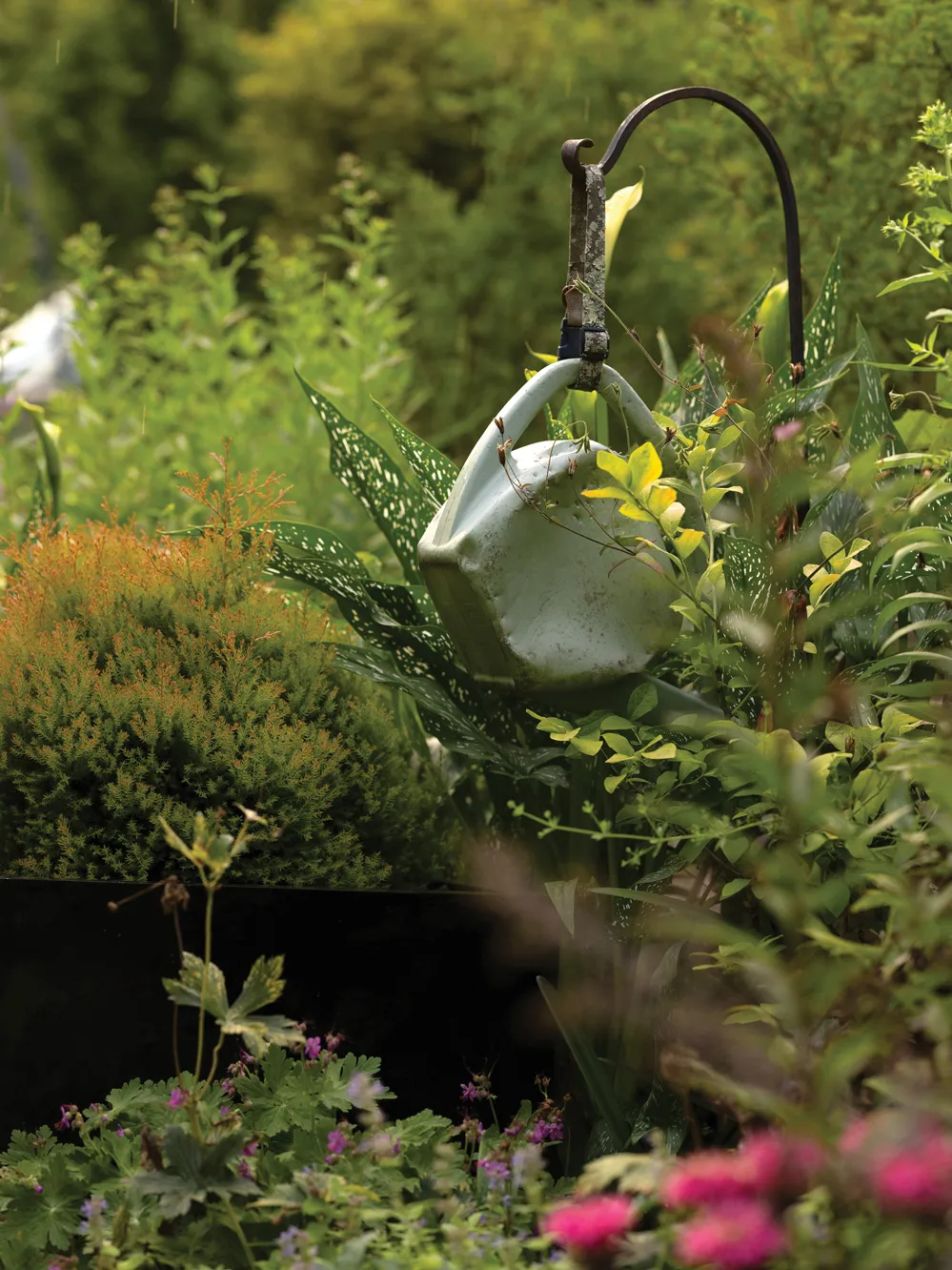 A plastic watering can hangs from a dog collar amid the garden
