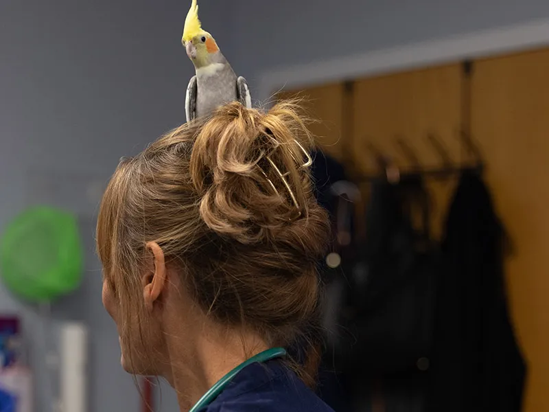 A cockatiel sits on Dr. Oglesbee's head