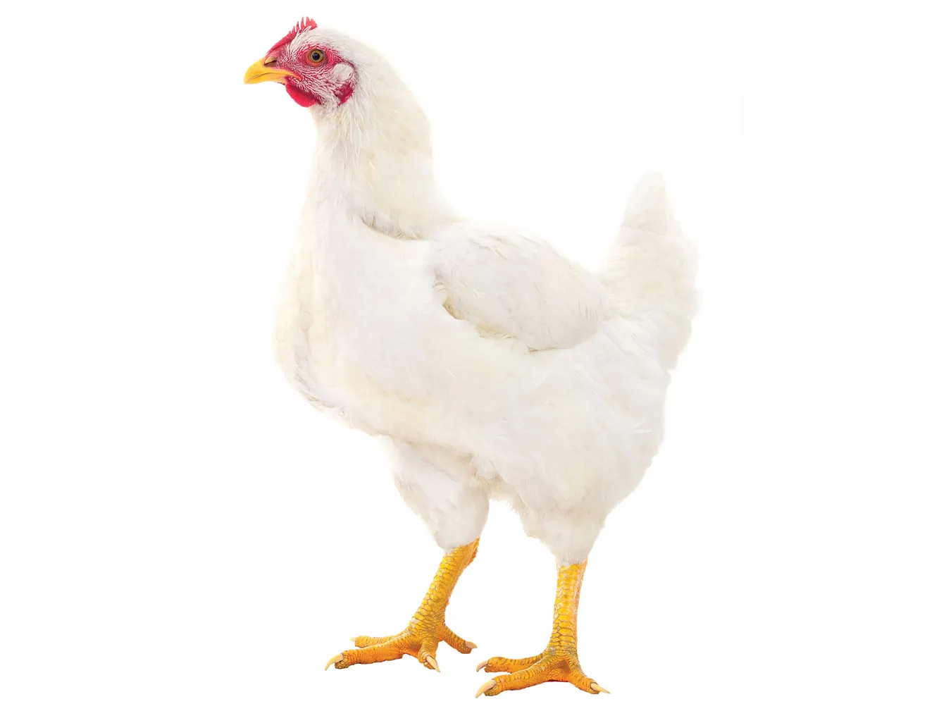 a chicken