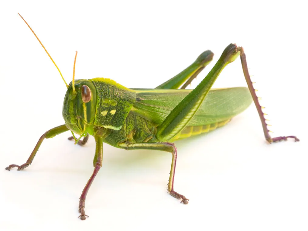 a grasshopper