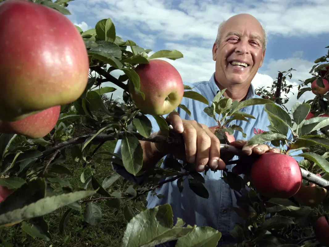 Mitch Lynd laughs as he holds onto a branch full of apples in the orchard